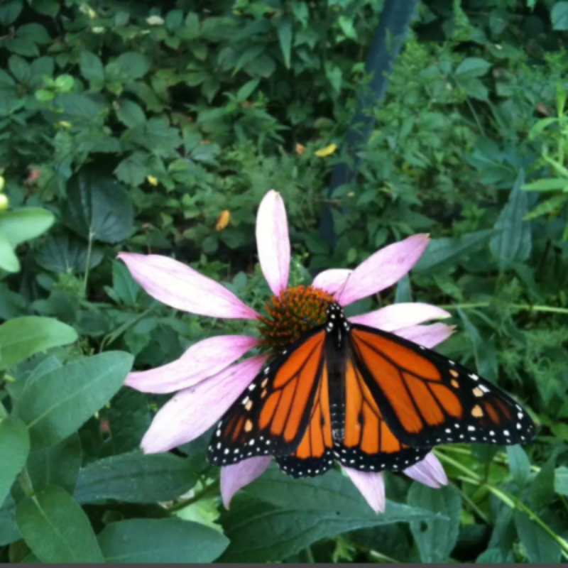 Grow Plants that  attract butterflies to your garden