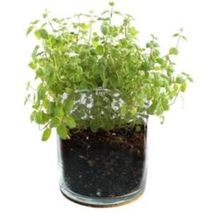 Peppermint Culinary kitchen garden gift container garden herb